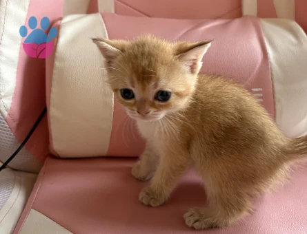 Mükemmel British Shorthair Golden - 8906 - Görsel 2