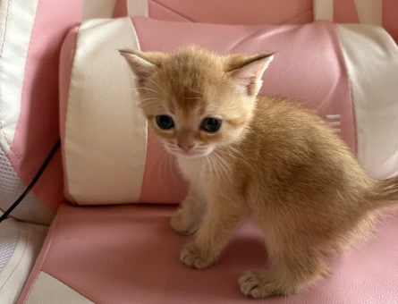 Mükemmel British Shorthair Golden - 8906