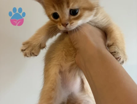 Mükemmel British Shorthair Golden - 8906 - Görsel 3