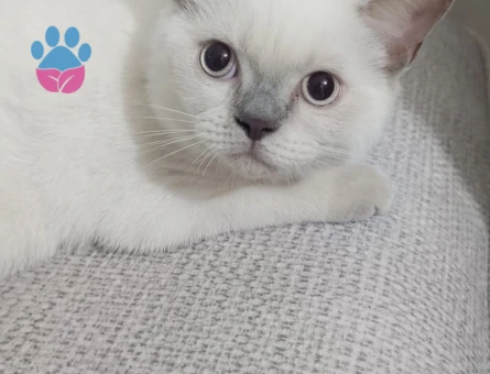 British Shorthair 3 Aylık Kedime Eş Arıyorum - 8908 - Görsel 2