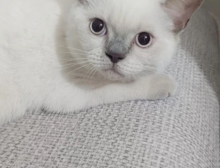 British Shorthair 3 Aylık Kedime Eş Arıyorum - 8908