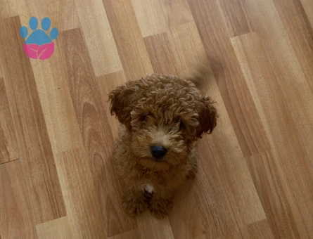 Korean kahverengi toy poodle - 8909