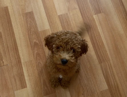 Korean kahverengi toy poodle - 8909