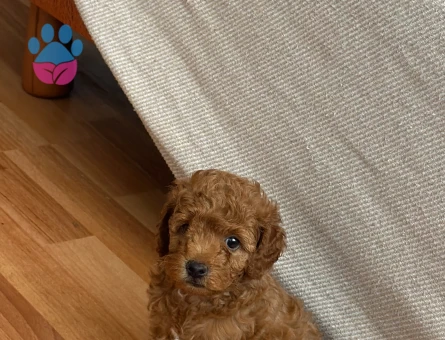 Korean kahverengi toy poodle - 8909 - Görsel 3