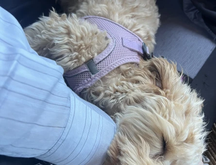 yuva arayorum maltipoo - 8913