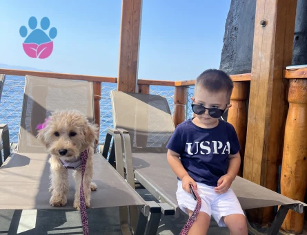 yuva arayorum maltipoo - 8913 - Görsel 3
