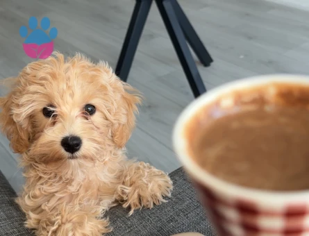yuva arayorum maltipoo - 8913 - Görsel 4