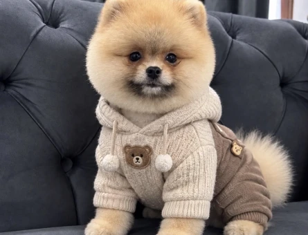 POMERANIAN ÜRETİM ÇİFTLİĞİNDEN - 8914