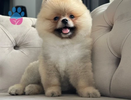 POMERANIAN ÜRETİM ÇİFTLİĞİNDEN - 8914 - Görsel 3