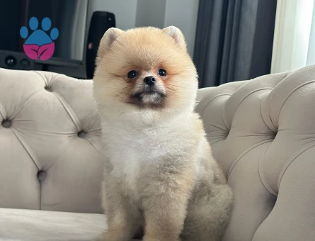 POMERANIAN ÜRETİM ÇİFTLİĞİNDEN - 8914 - Görsel 4