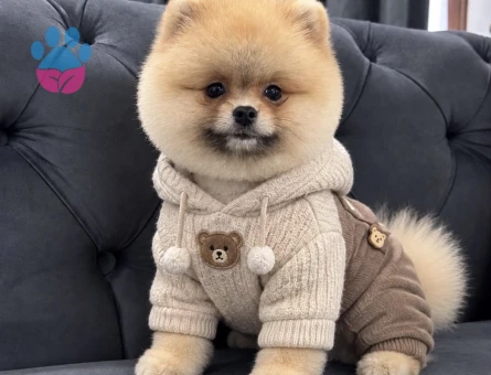 POMERANIAN ÜRETİM ÇİFTLİĞİNDEN - 8914 - Görsel 5