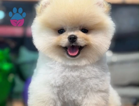 POMERANIAN ÜRETİM ÇİFTLİĞİNDEN - 8915 - Görsel 3