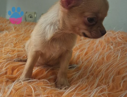 IZMIRIN GOZDE BEBEGI KIZIM - 8916 - Görsel 4