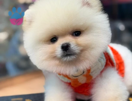 POMERANIAN ÜRETİM ÇİFTLİĞİNDEN - 8917