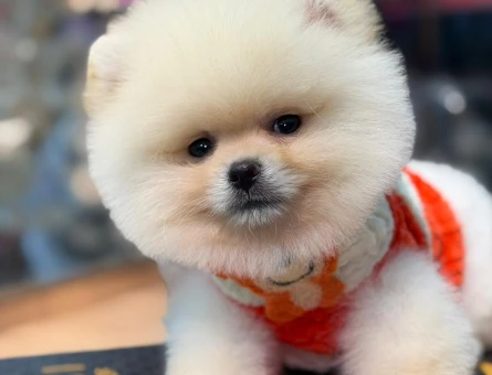POMERANIAN ÜRETİM ÇİFTLİĞİNDEN - 8917