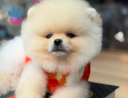 POMERANIAN ÜRETİM ÇİFTLİĞİNDEN - 8917 - Görsel 3