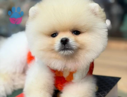 POMERANIAN ÜRETİM ÇİFTLİĞİNDEN - 8917 - Görsel 4
