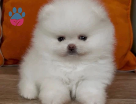 POMERANIAN ÜRETİM ÇİFTLİĞİNDEN - 8918