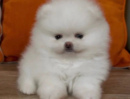 POMERANIAN ÜRETİM ÇİFTLİĞİNDEN - 8918