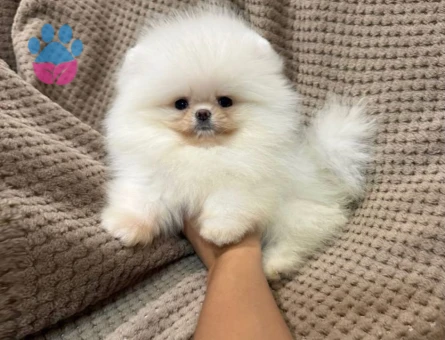 POMERANIAN ÜRETİM ÇİFTLİĞİNDEN - 8918 - Görsel 4