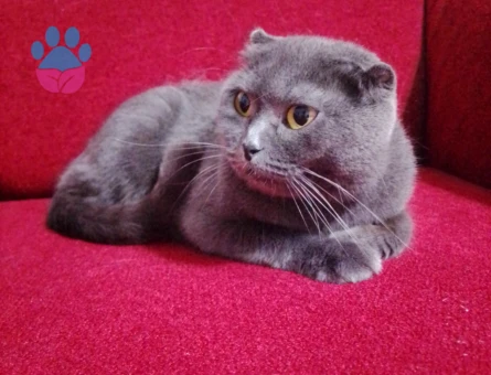 Scottish Fold Kendimize yeni yuva arıyoruz - 8919