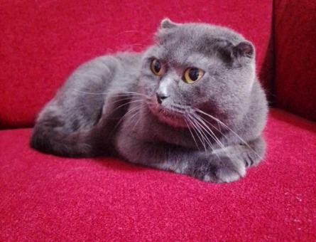 Scottish Fold Kendimize yeni yuva arıyoruz - 8919