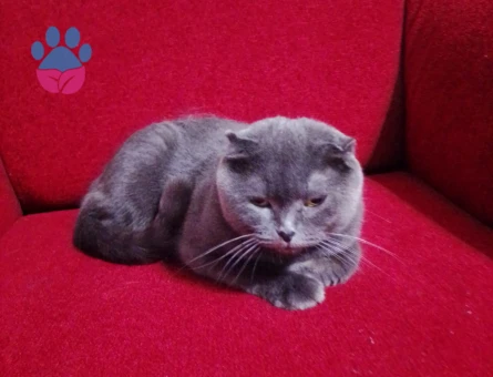 Scottish Fold Kendimize yeni yuva arıyoruz - 8919 - Görsel 3