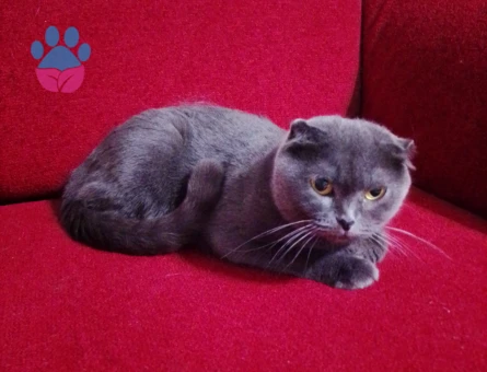 Scottish Fold Kendimize yeni yuva arıyoruz - 8919 - Görsel 4