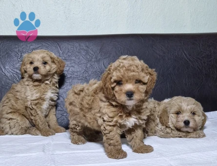 orjinal micro poodle yavrular - 8922 - Görsel 4