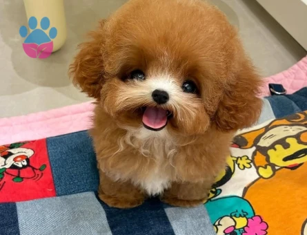 orjinal micro poodle yavrular - 8922