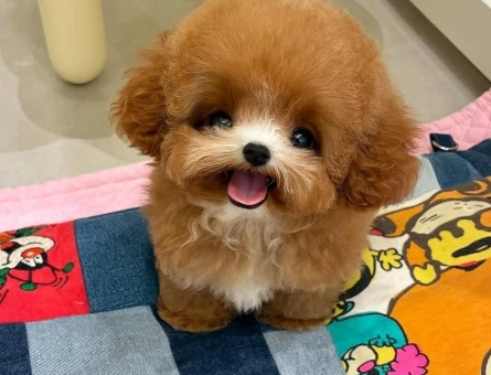 orjinal micro poodle yavrular - 8922