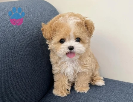 orjinal micro poodle yavrular - 8922 - Görsel 3