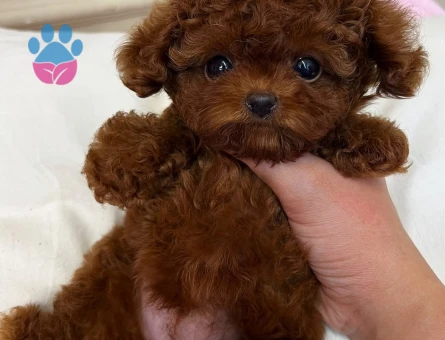 premium micro kore poodle yavrulari - 8923