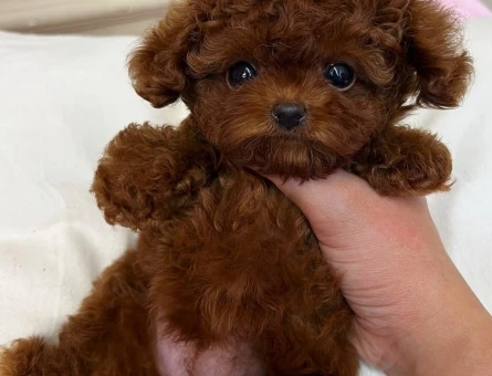 premium micro kore poodle yavrulari - 8923