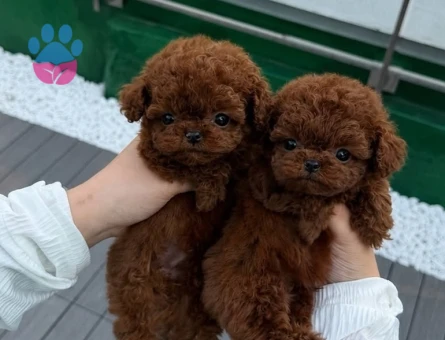 premium micro kore poodle yavrulari - 8923 - Görsel 3