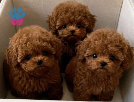 premium micro kore poodle yavrulari - 8923 - Görsel 4