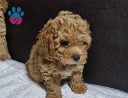 micro yetiskin yavru korea poodle - 8924 - Görsel 4