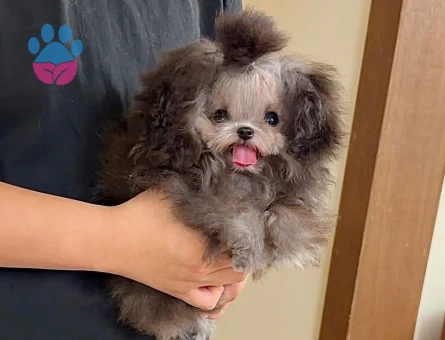 micro yetiskin yavru korea poodle - 8924