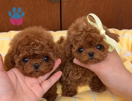 micro yetiskin yavru korea poodle - 8924 - Görsel 3