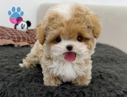 korea micro maltipoo yavrular - 8925 - Görsel 2