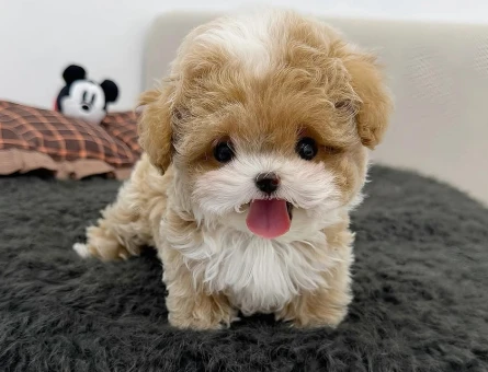 korea micro maltipoo yavrular - 8925