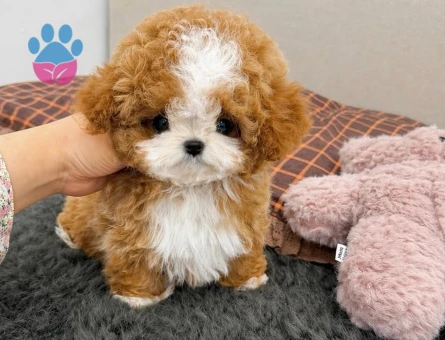 korea micro maltipoo yavrular - 8925 - Görsel 4