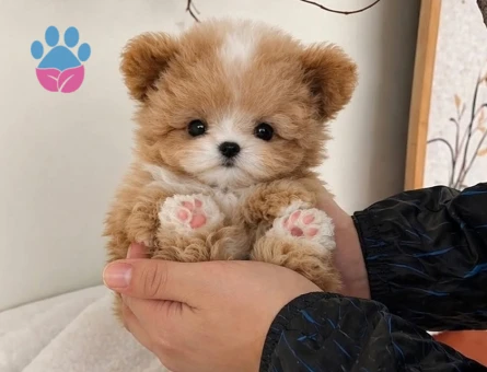 en minigi micro yavrular maltipoo - 8926