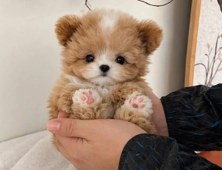 en minigi micro yavrular maltipoo - 8926