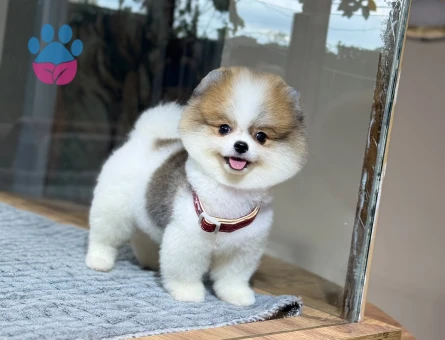 korea pomeranian yavrular - 8928