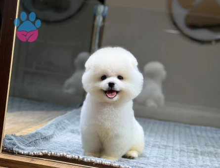 korea pomeranian yavrular - 8928 - Görsel 4
