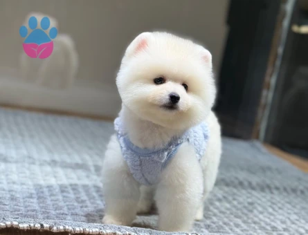 en mini boo yavrular - 8929 - Görsel 2