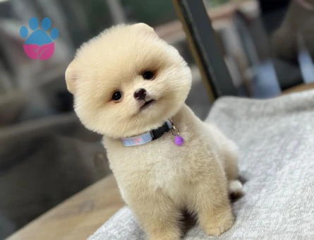 korea pomeranian yavrular - 8930