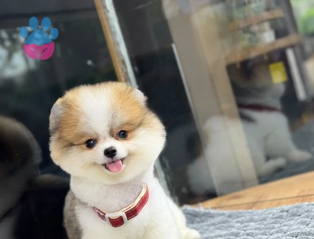 korea pomeranian yavrular - 8930 - Görsel 3