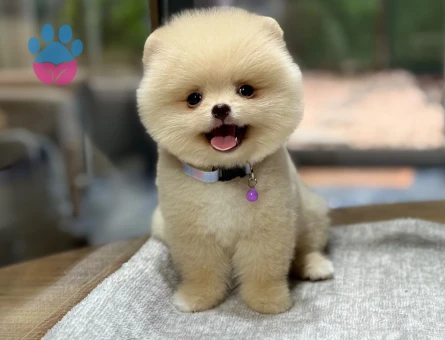 korea pomeranian yavrular - 8930 - Görsel 5